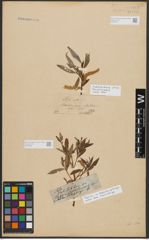 Foto von Salix alba L.
